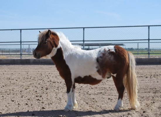 Symbolic Adoption Package