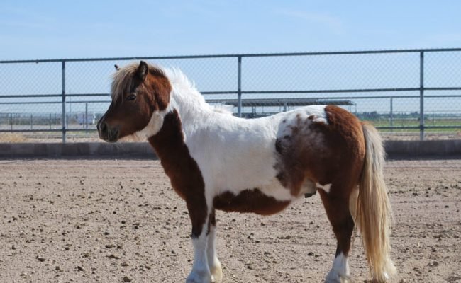 Symbolic Adoption Package